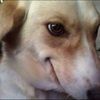 sickdogyeet